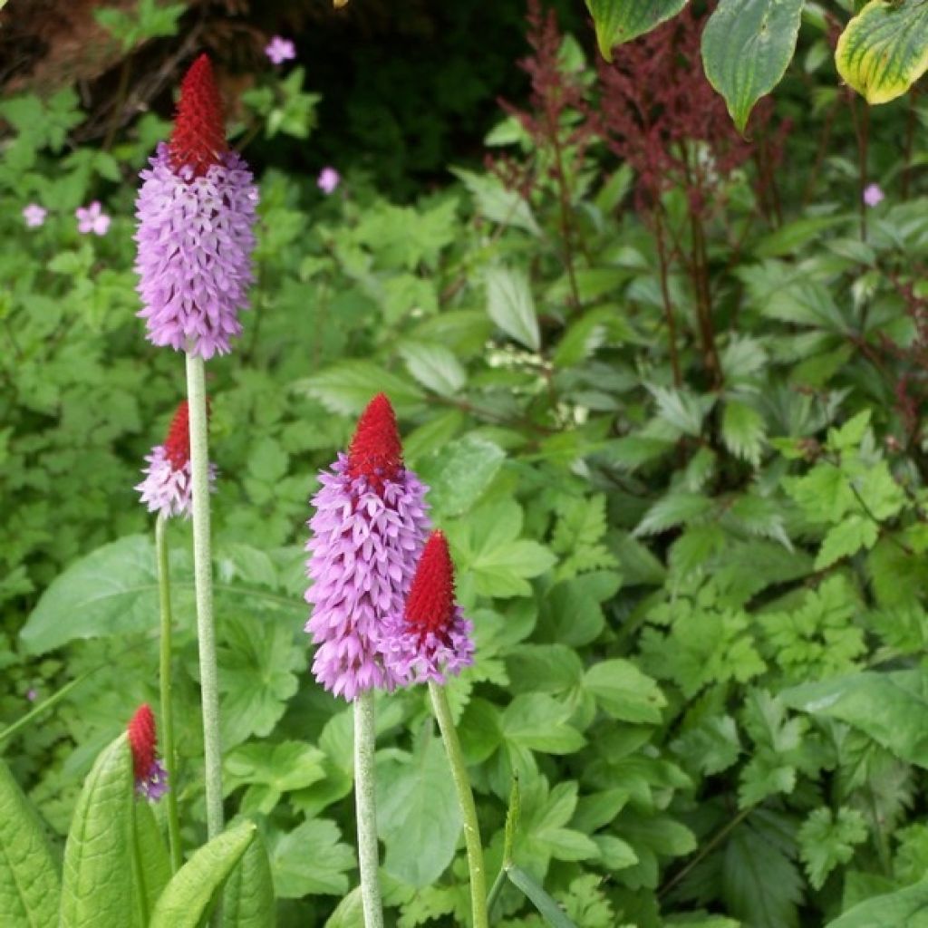 Primevère - Primula vialii