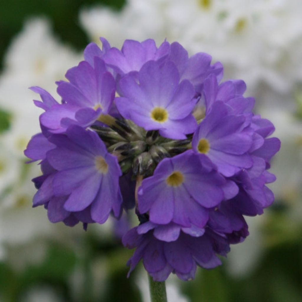 Primevère - Primula denticulata Cashmiriana