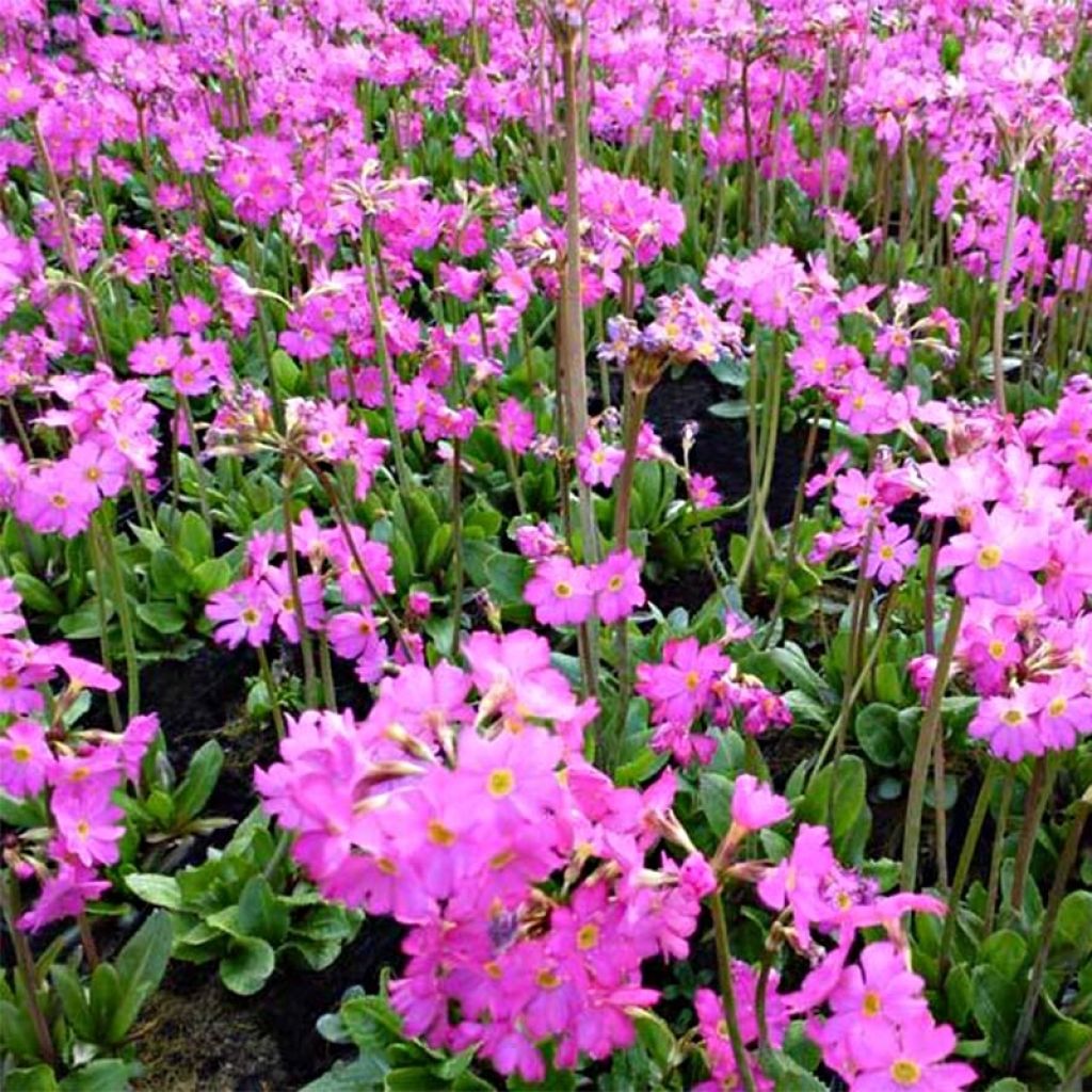 Primevère rose - Primula rosea Grandiflora  