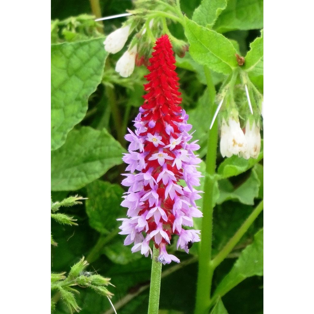 Primevère - Primula vialii