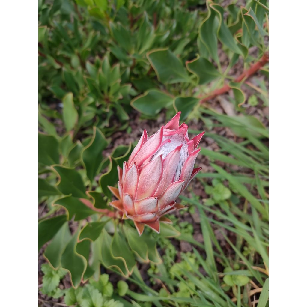 Protea Pink Crown - Protée hybride