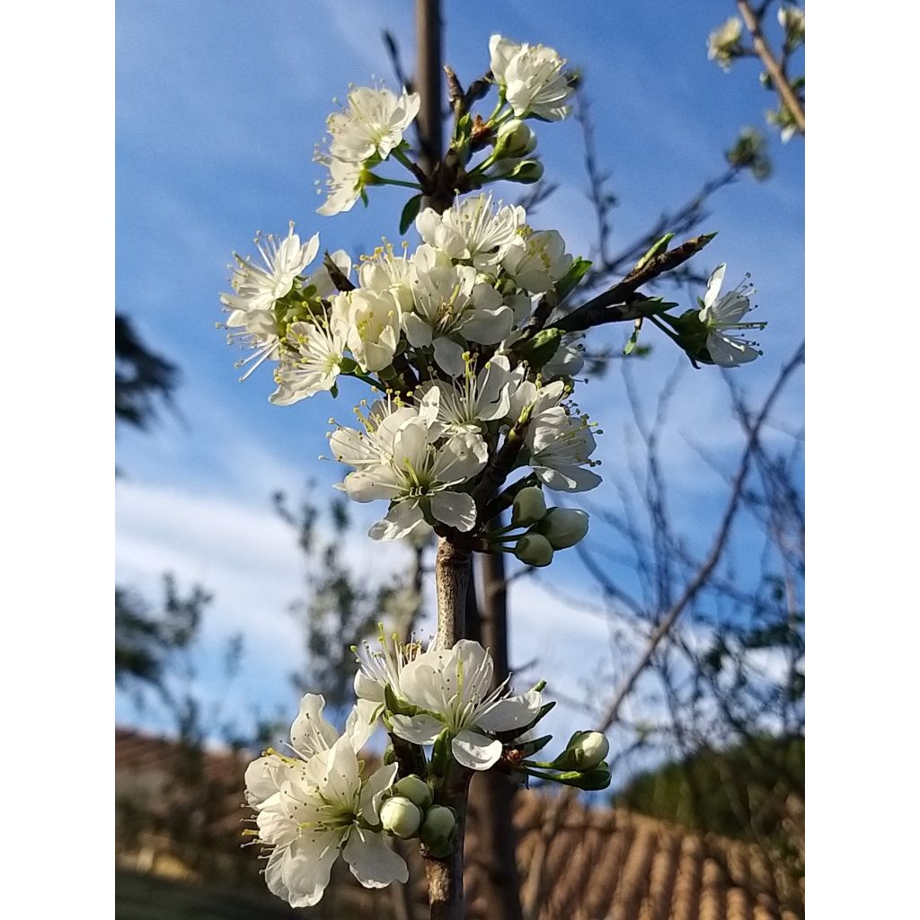 Prunier Mirabelle de Nancy