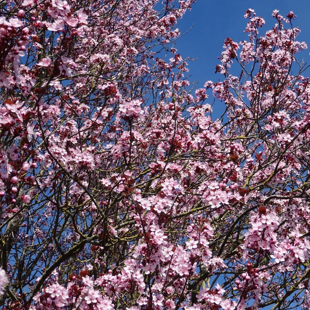 Cerisier à fleurs - Prunier myrobolan - Prunus cerasifera