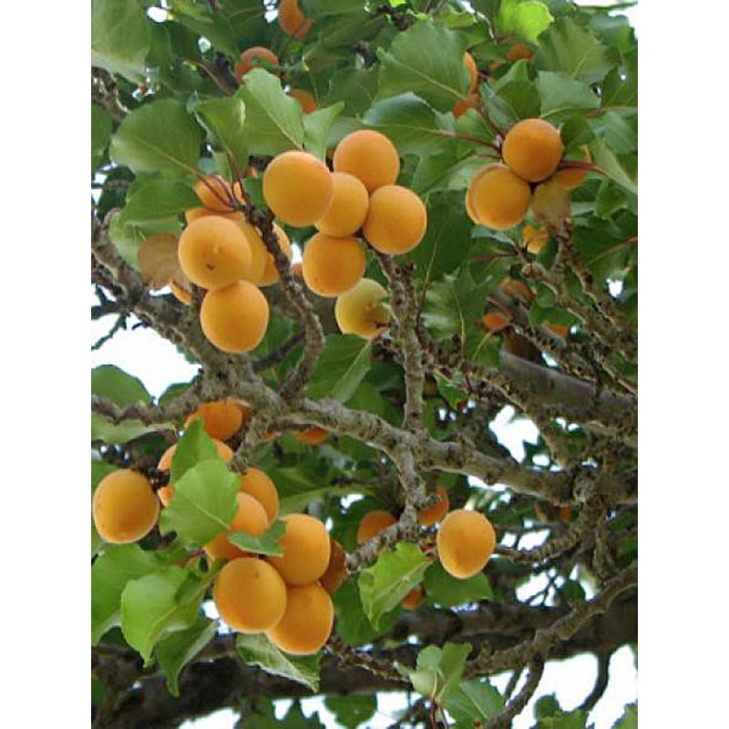 Abricotier - Prunus armeniaca Nanum