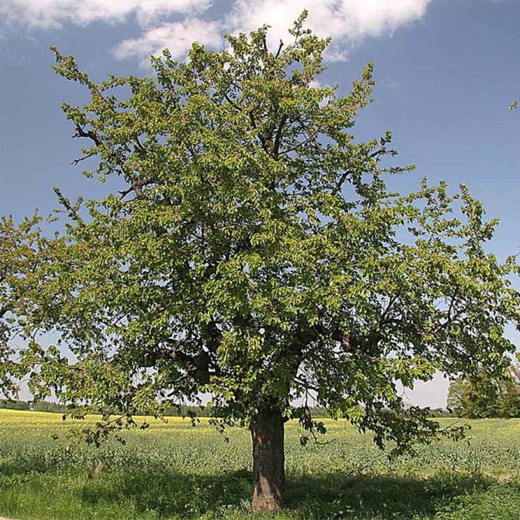 Merisier des oiseaux - Prunus avium