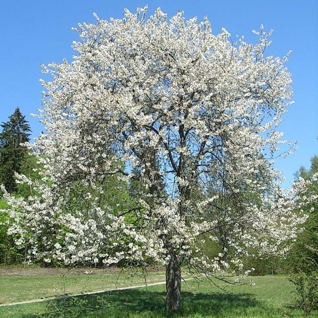 Merisier des oiseaux - Prunus avium