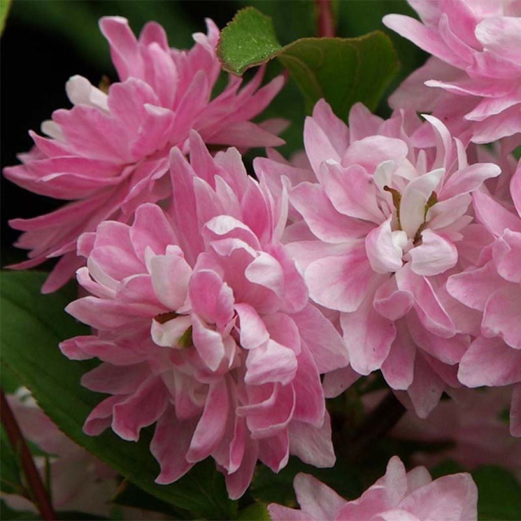 Cerisier à fleurs - Prunus glandulosa Rosea Plena