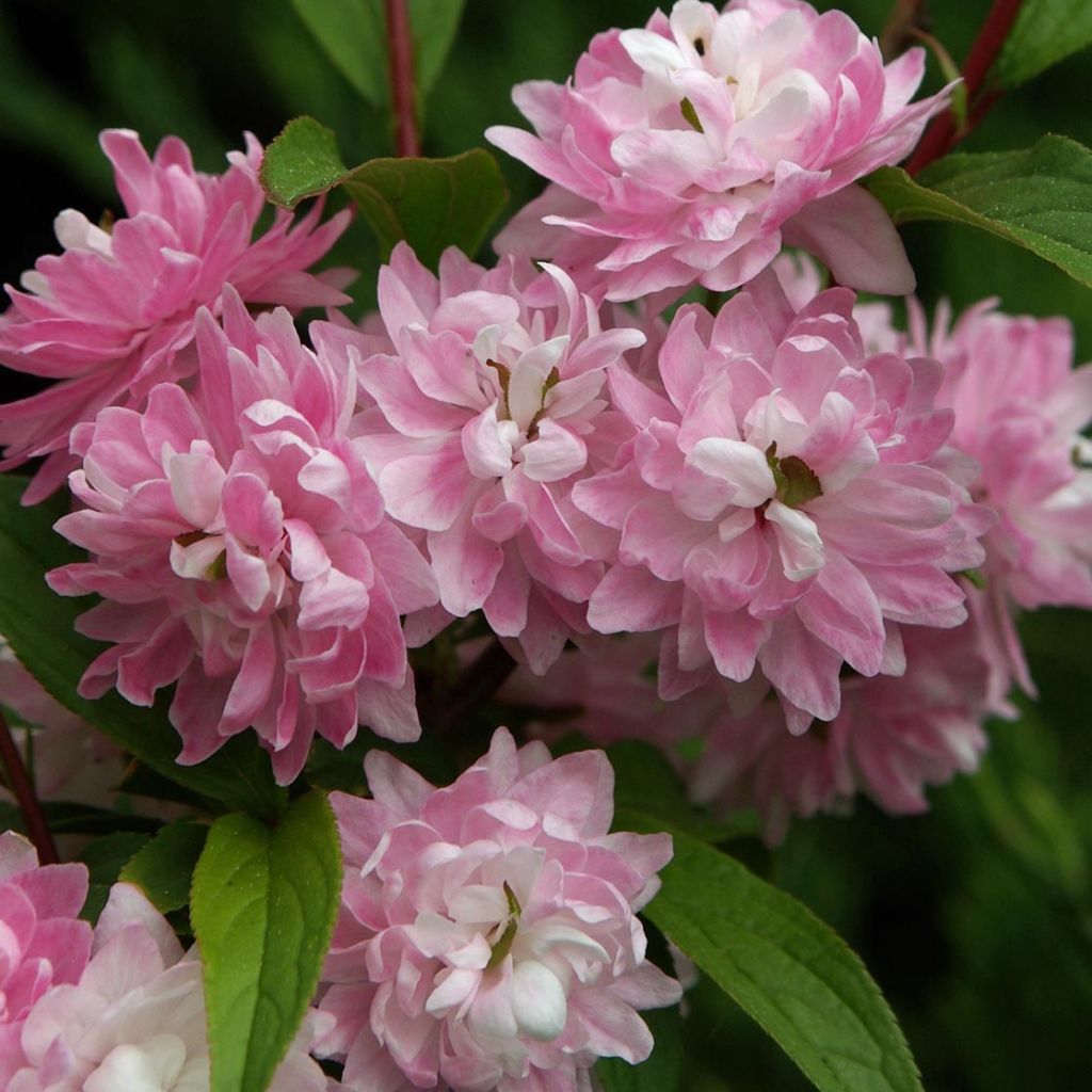 Cerisier à fleurs - Prunus glandulosa Rosea Plena