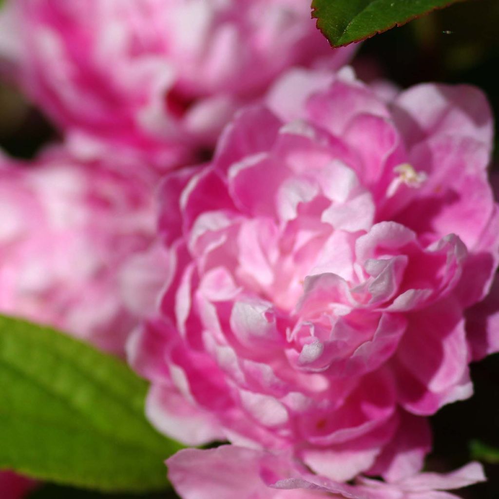 Cerisier à fleurs - Prunus glandulosa Rosea Plena