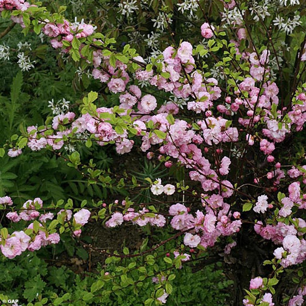 Cerisier à fleurs - Prunus glandulosa Rosea Plena