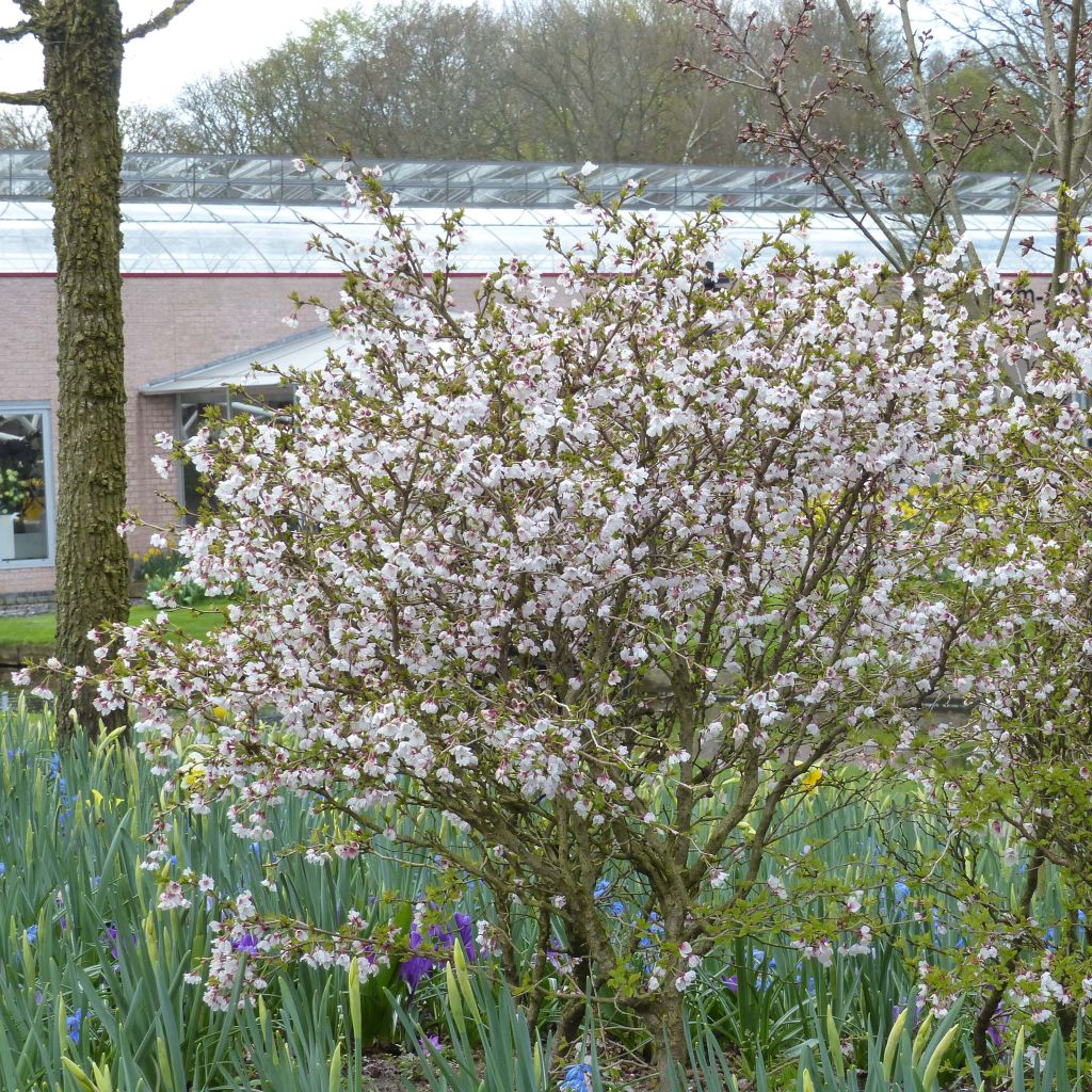 Cerisier à fleurs nain du Japon - Prunus incisa Kojo no mai