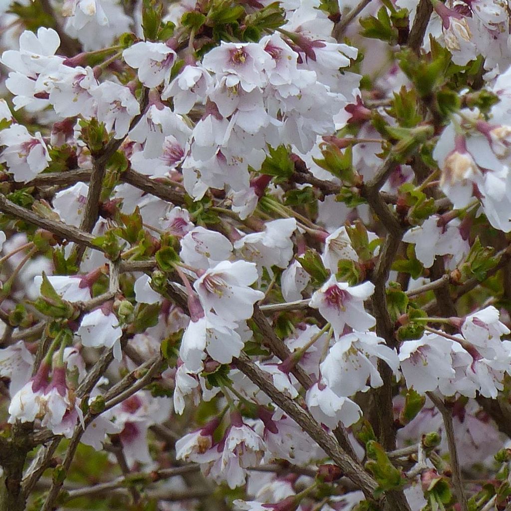 Cerisier à fleurs nain du Japon - Prunus incisa Kojo no mai