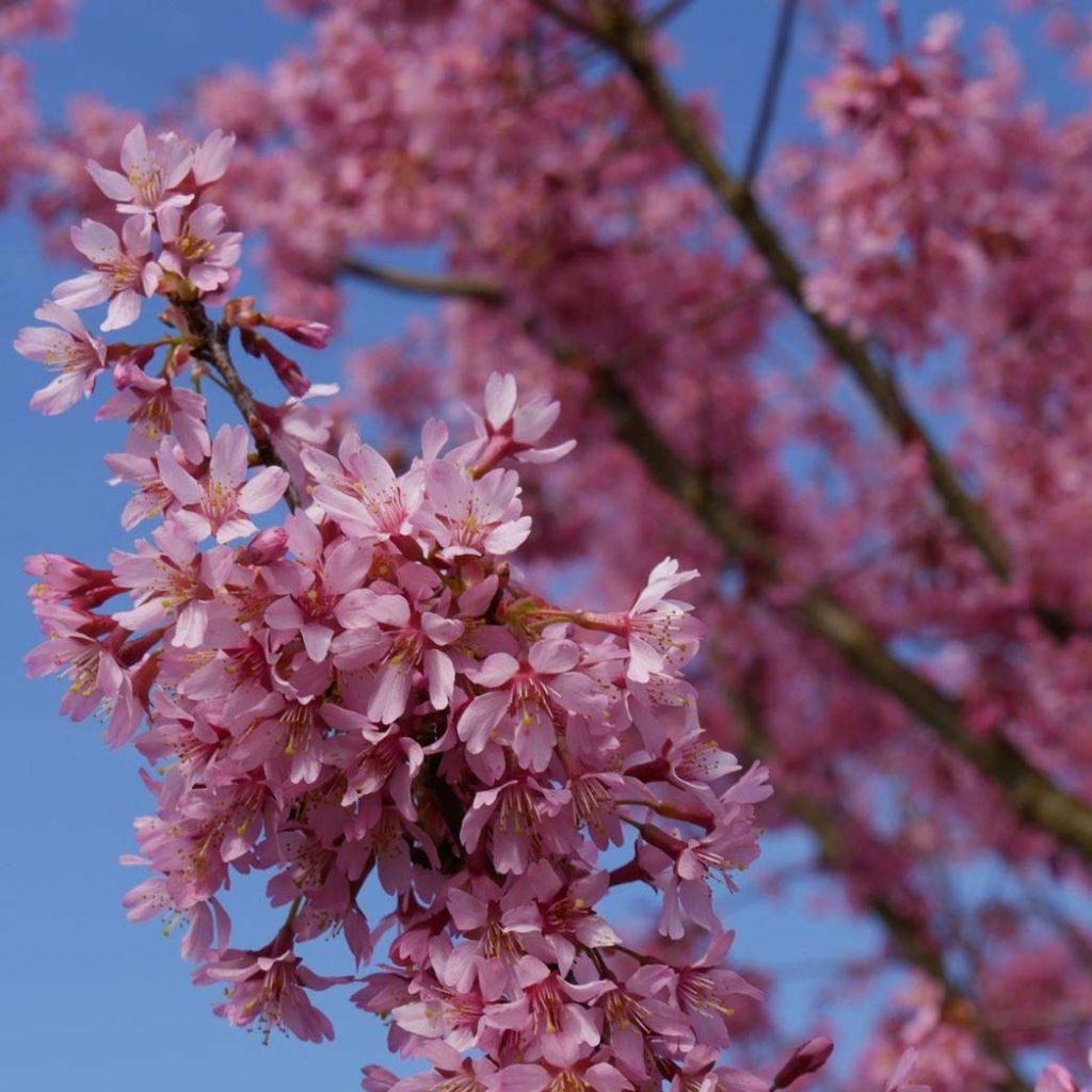Cerisier à fleurs du Japon nain - Prunus incisa Paean