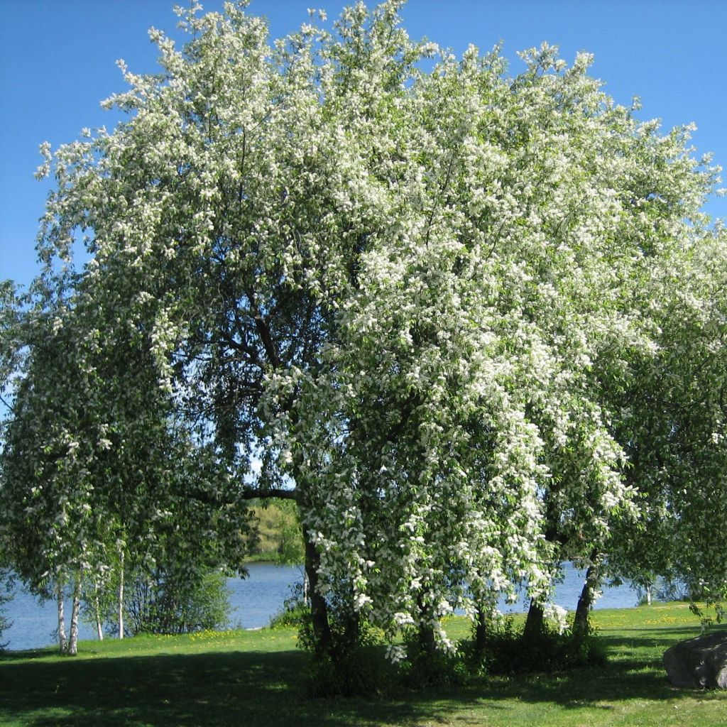 Prunus padus - Cerisier à grappes