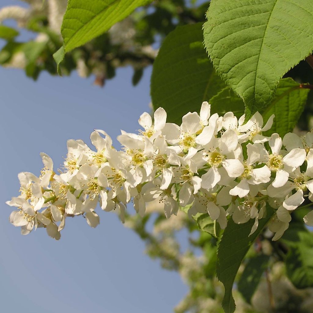 Prunus padus - Cerisier à grappes