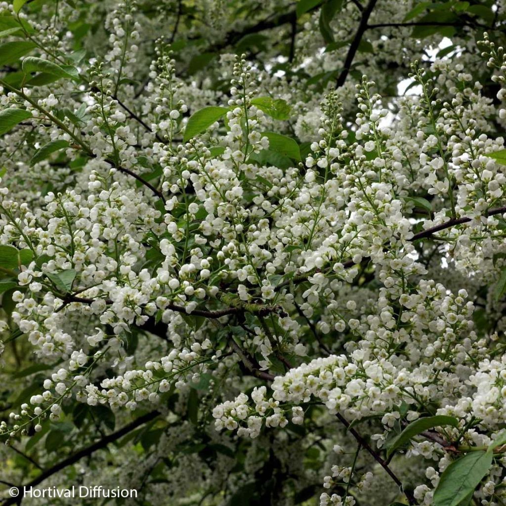 Prunus padus Le Thoureil - Cerisier à grappes 