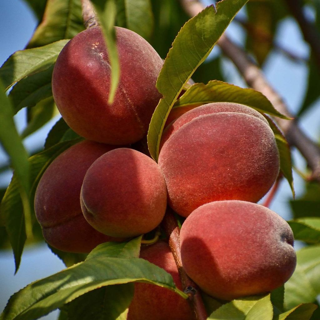 Pêcher - Prunus persica Sanguine