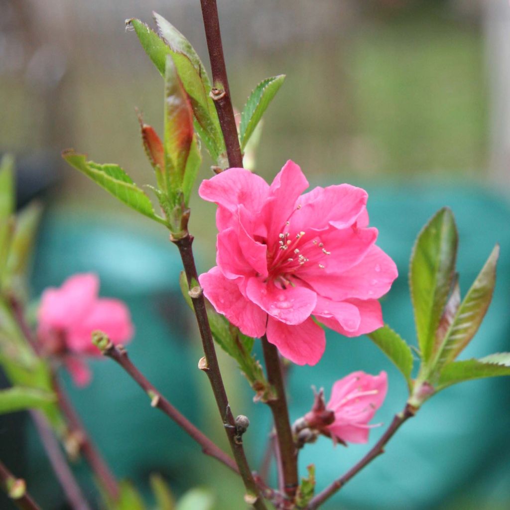 Pêcher à fleurs - Prunus persica Taoflora Pink