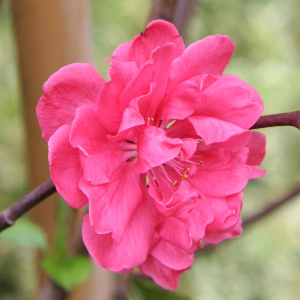 Pêcher à fleurs - Prunus persica Taoflora Pink