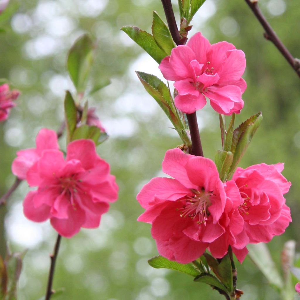 Pêcher à fleurs - Prunus persica Taoflora Pink