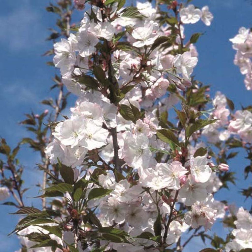 Cerisier à grappes - Prunus serrulata Sunset Boulevard