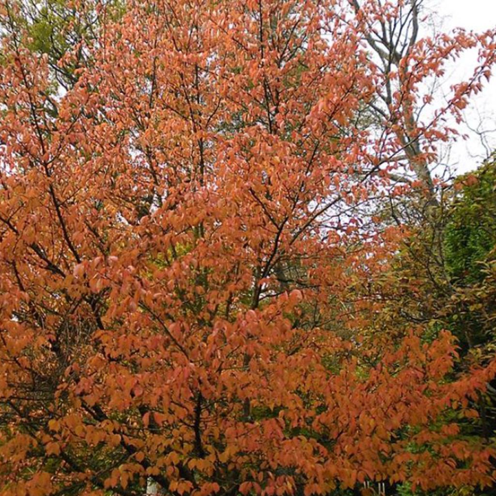 Cerisier à fleurs - Prunus Umineko