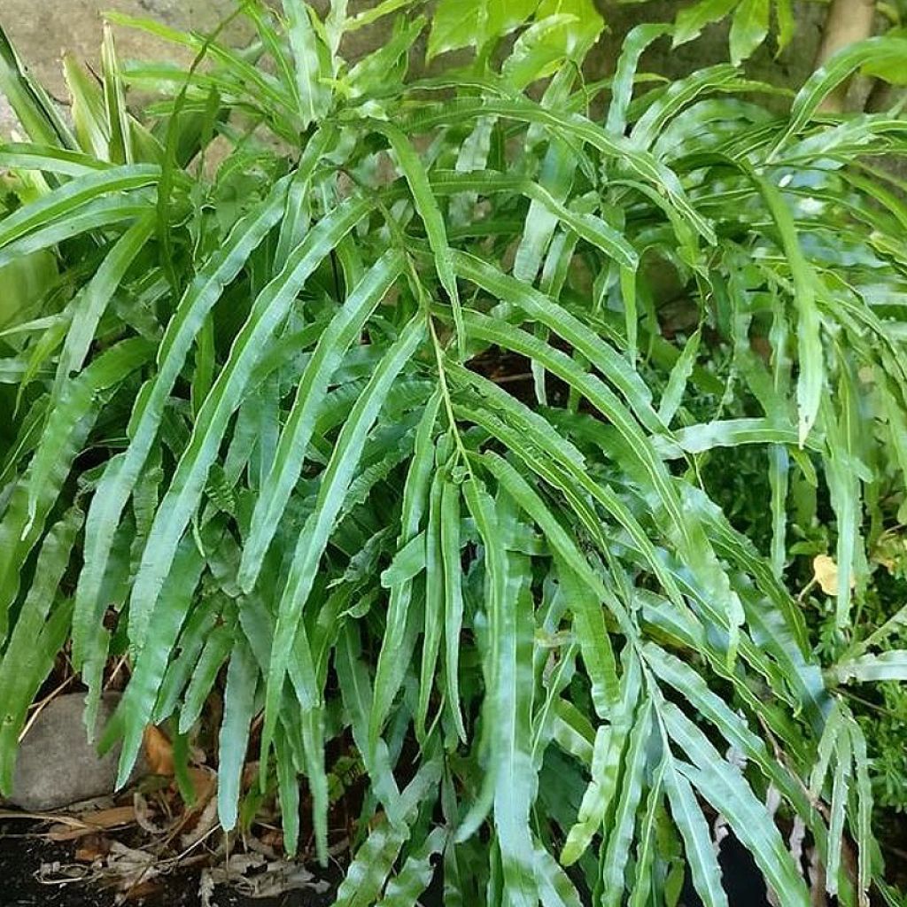 Pteris umbrosa