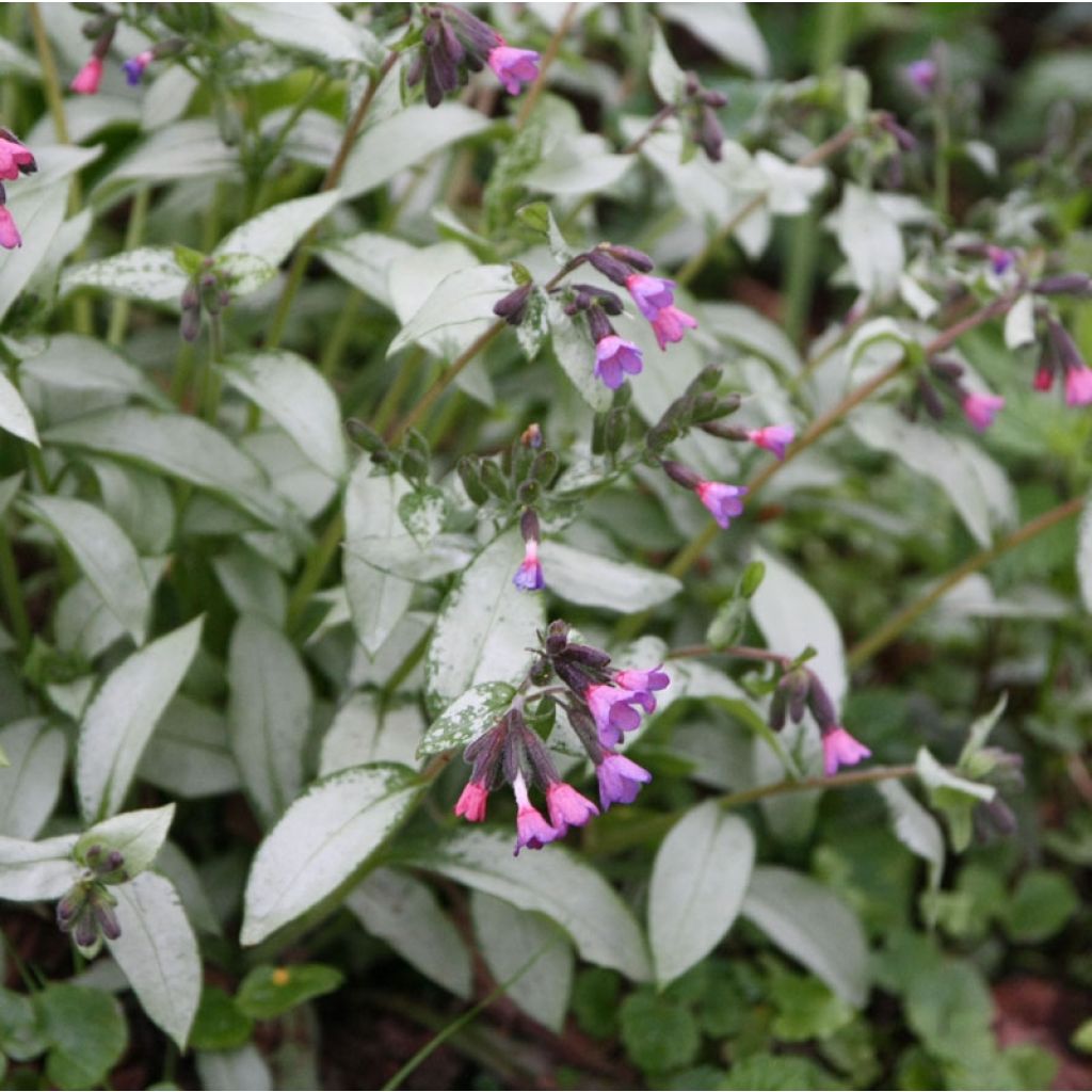 Pulmonaire hybride - Pulmonaria Majesté