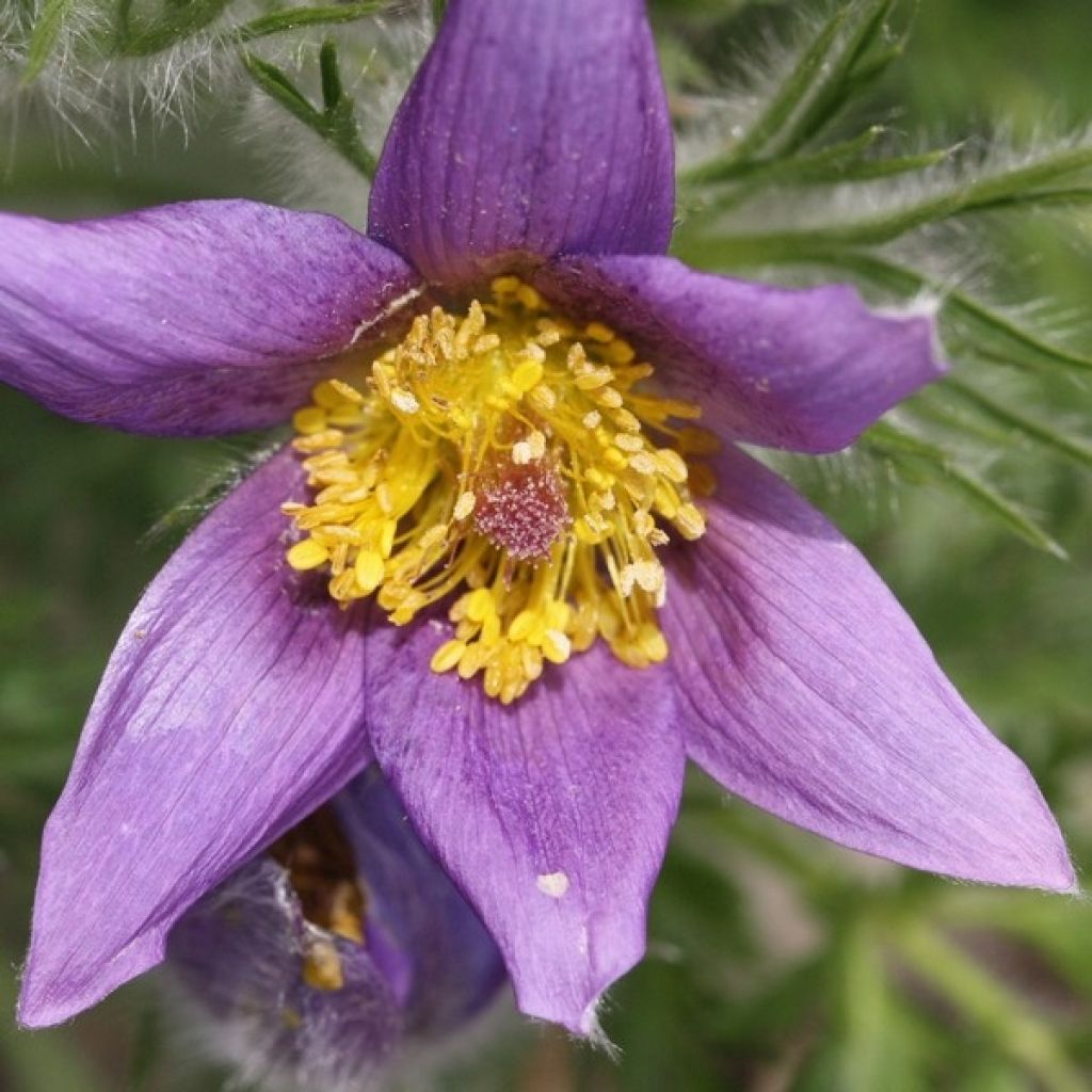 Pulsatilla vulgaris Violet - Anémone pulsatille