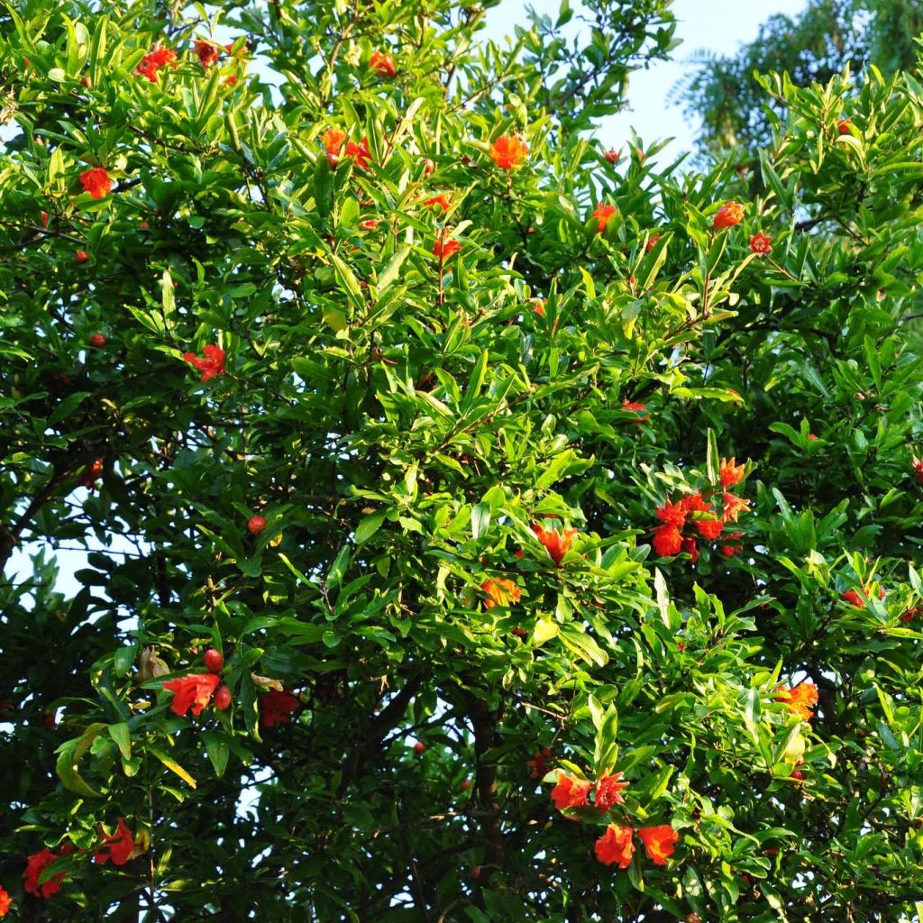 Grenadier à fruits - Punica granatum Fina Tendral