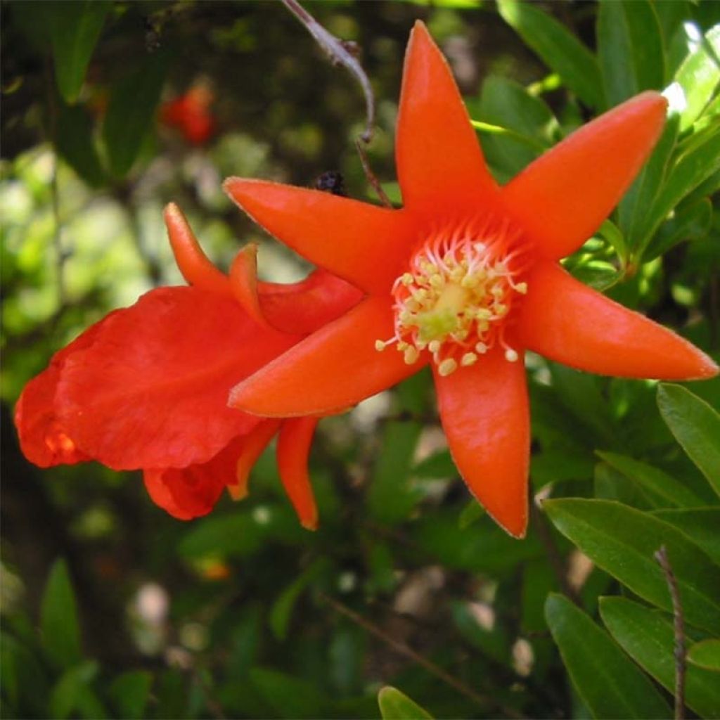 Grenadier à fruits - Punica granatum Fina Tendral