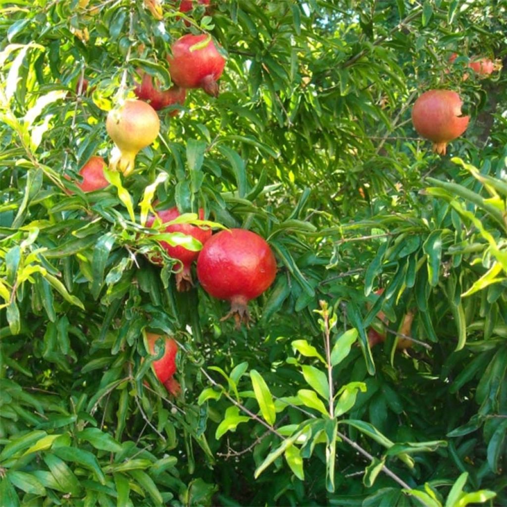 Grenadier à fruits - Punica granatum Fina Tendral