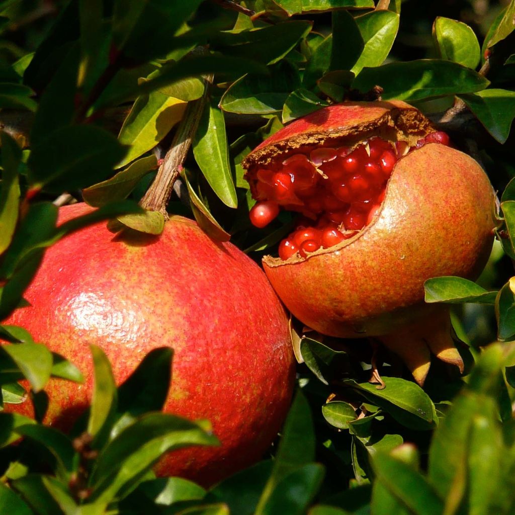 Grenadier à fruits - Punica granatum Fina Tendral