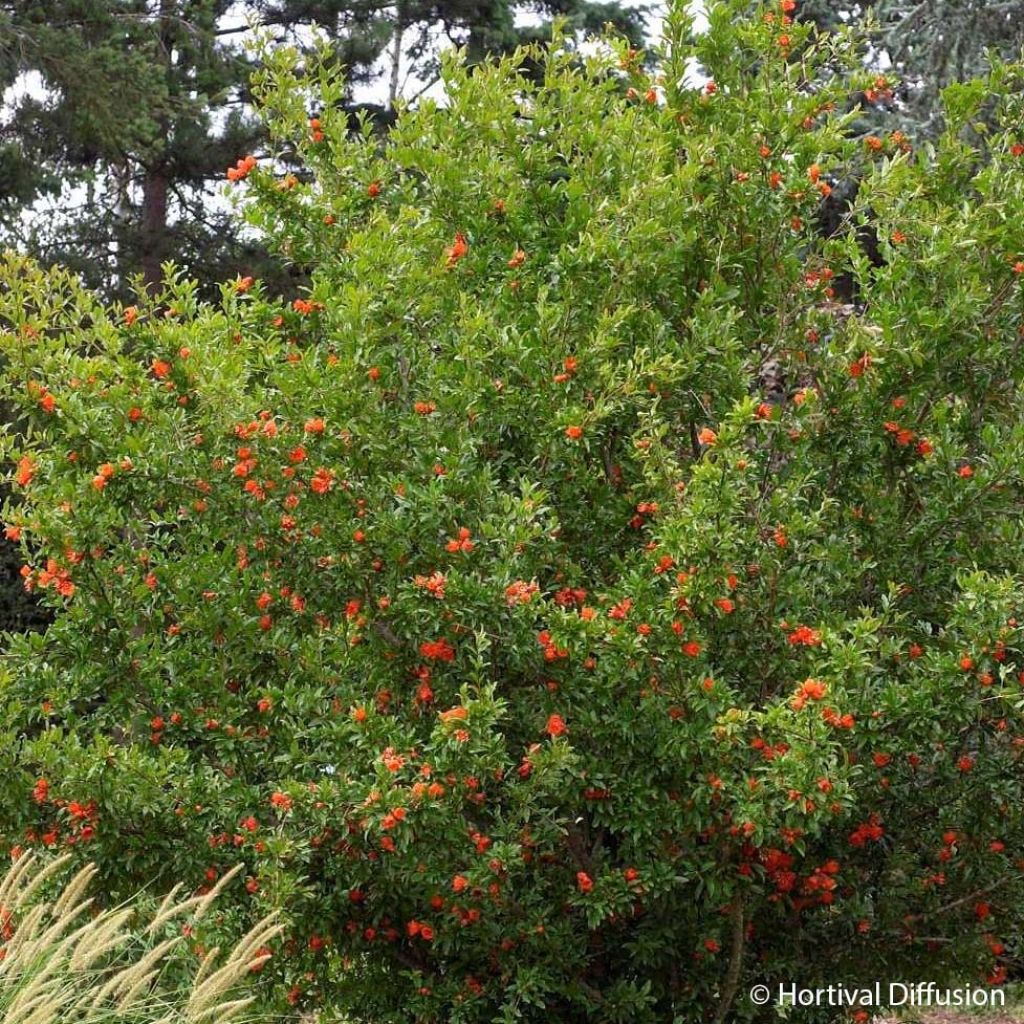 Grenadier à fleurs - Punica granatum Plena