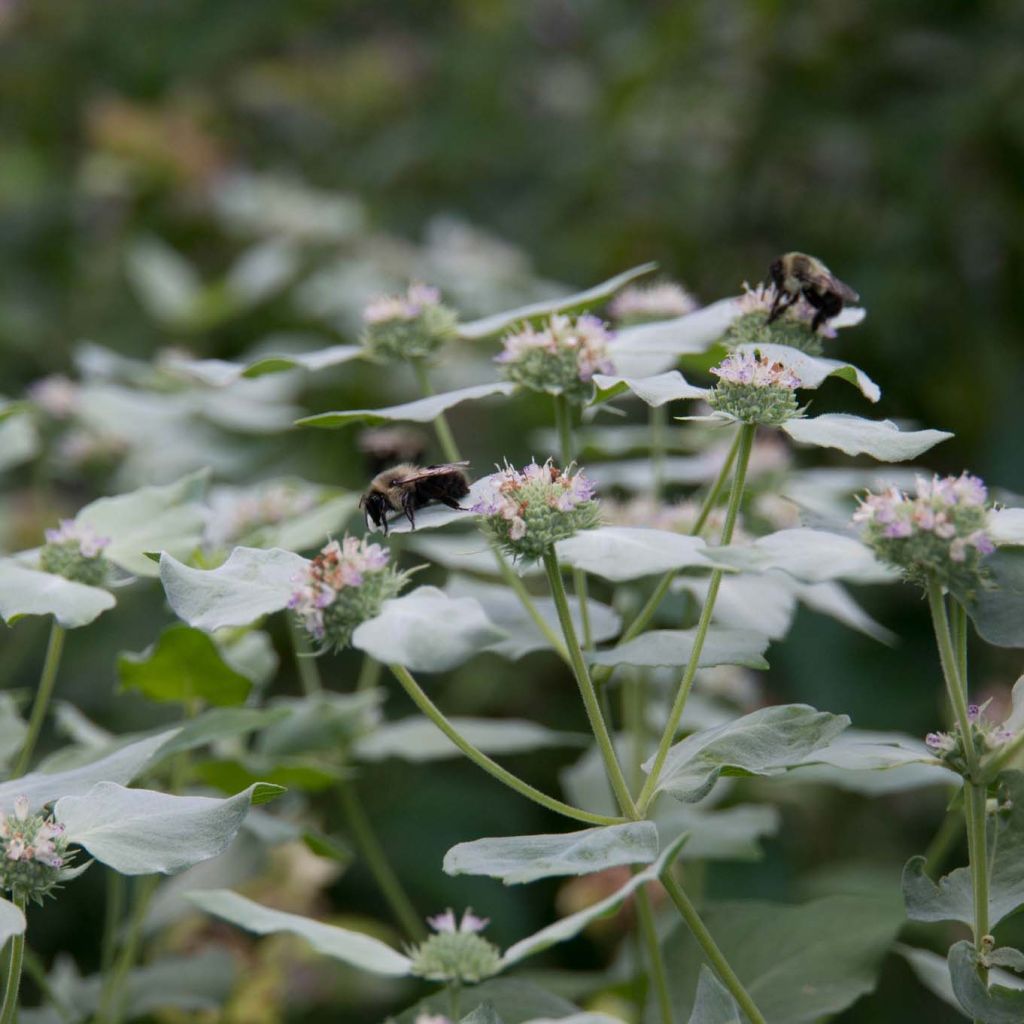 Menthe des montagnes - Pycnanthemum muticum