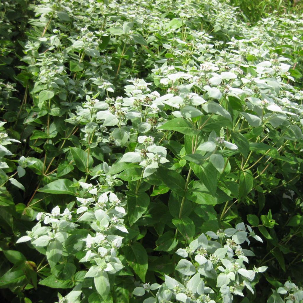 Menthe des montagnes - Pycnanthemum muticum