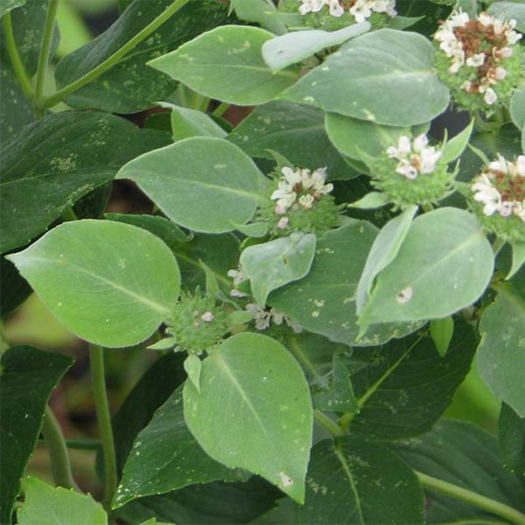 Menthe des montagnes - Pycnanthemum muticum