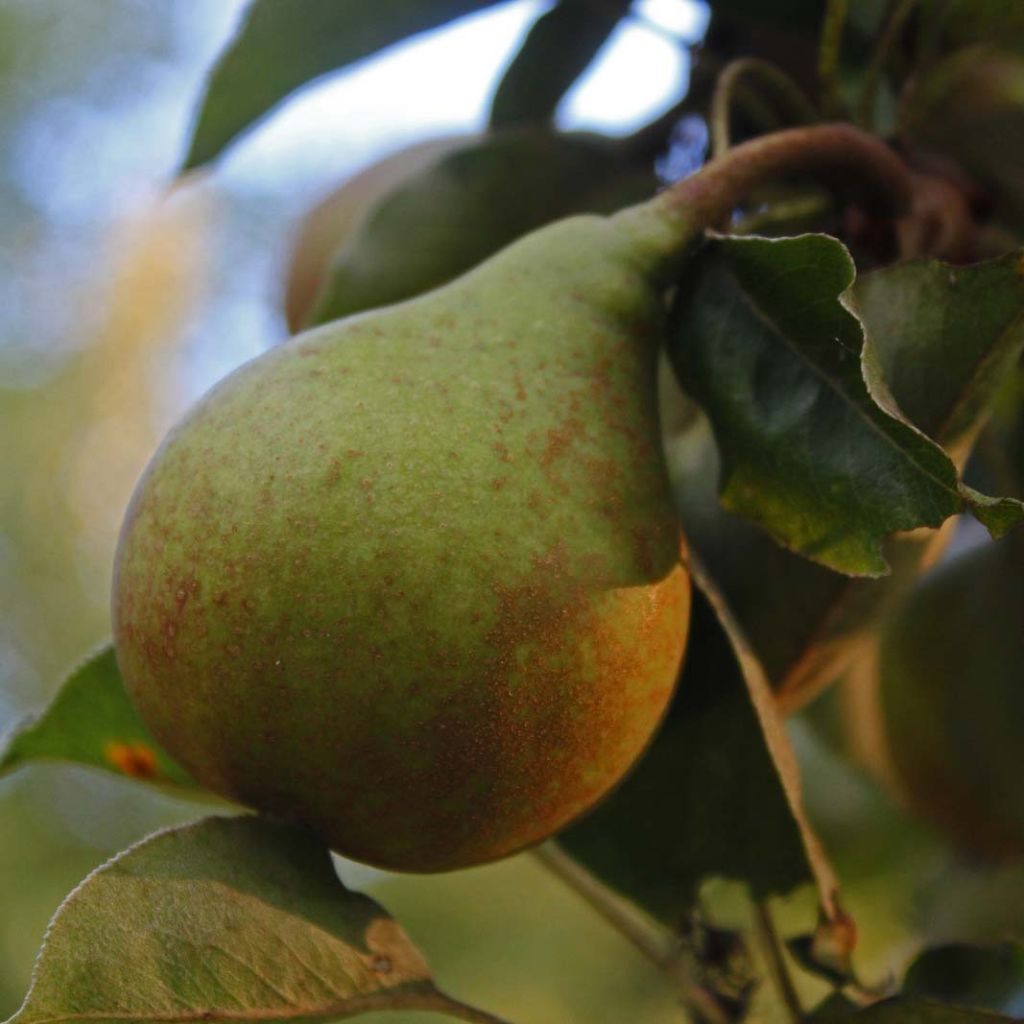 Poirier Jeanne d’Arc - Pyrus communis