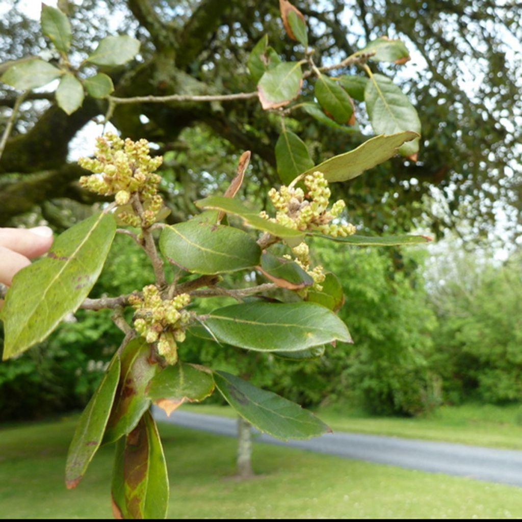 Chêne vert - Quercus ilex 