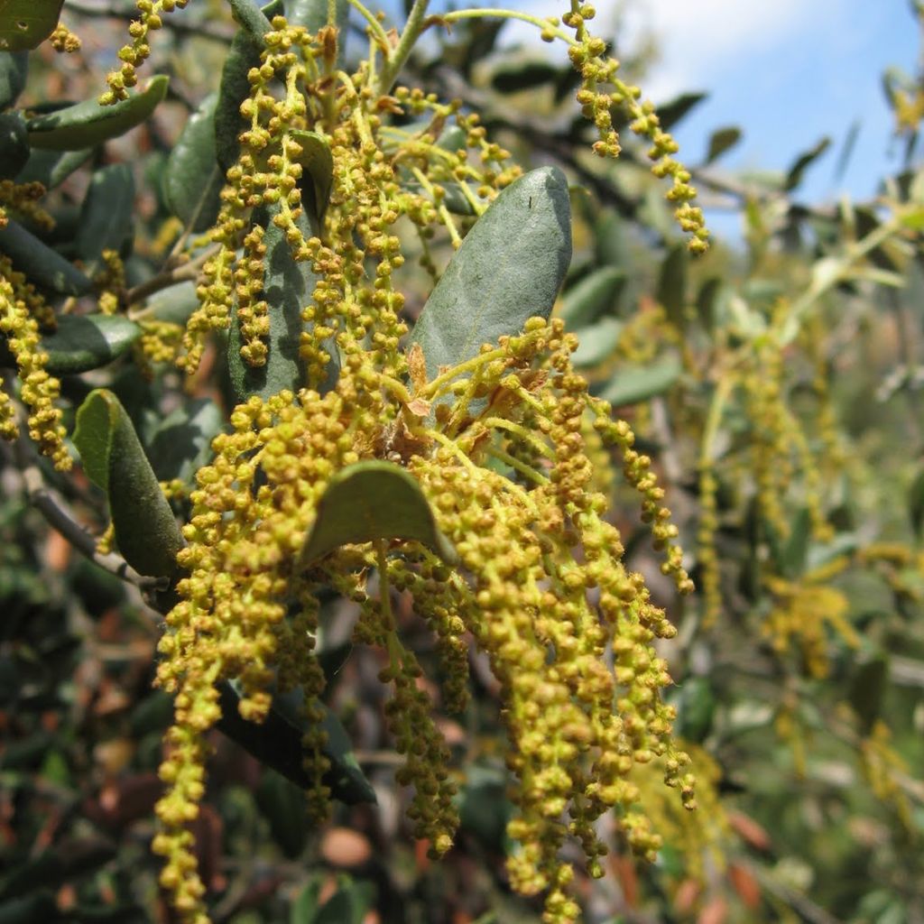 Chêne vert - Quercus ilex 