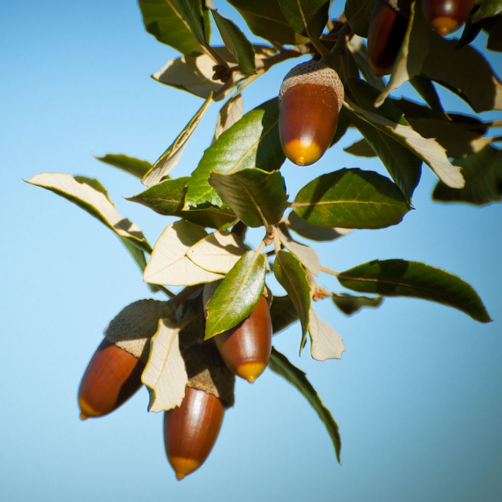 Chêne vert - Quercus ilex 