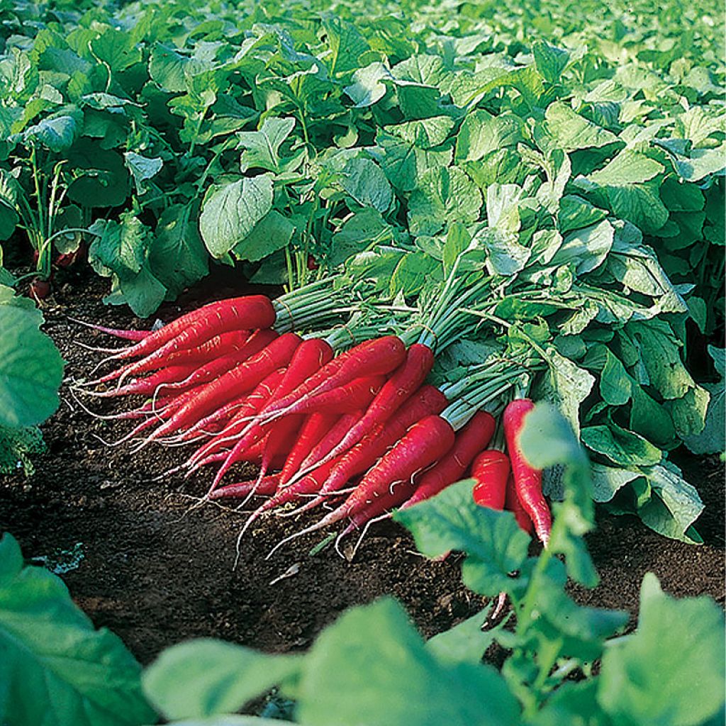 Graines de légumes anciens (2) -  - Spécialiste des plantes de  jardin - Page 2