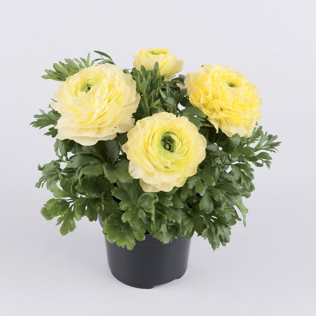 Renoncule des fleuristes Vortex F1 Lemonade - Ranunculus hybrida