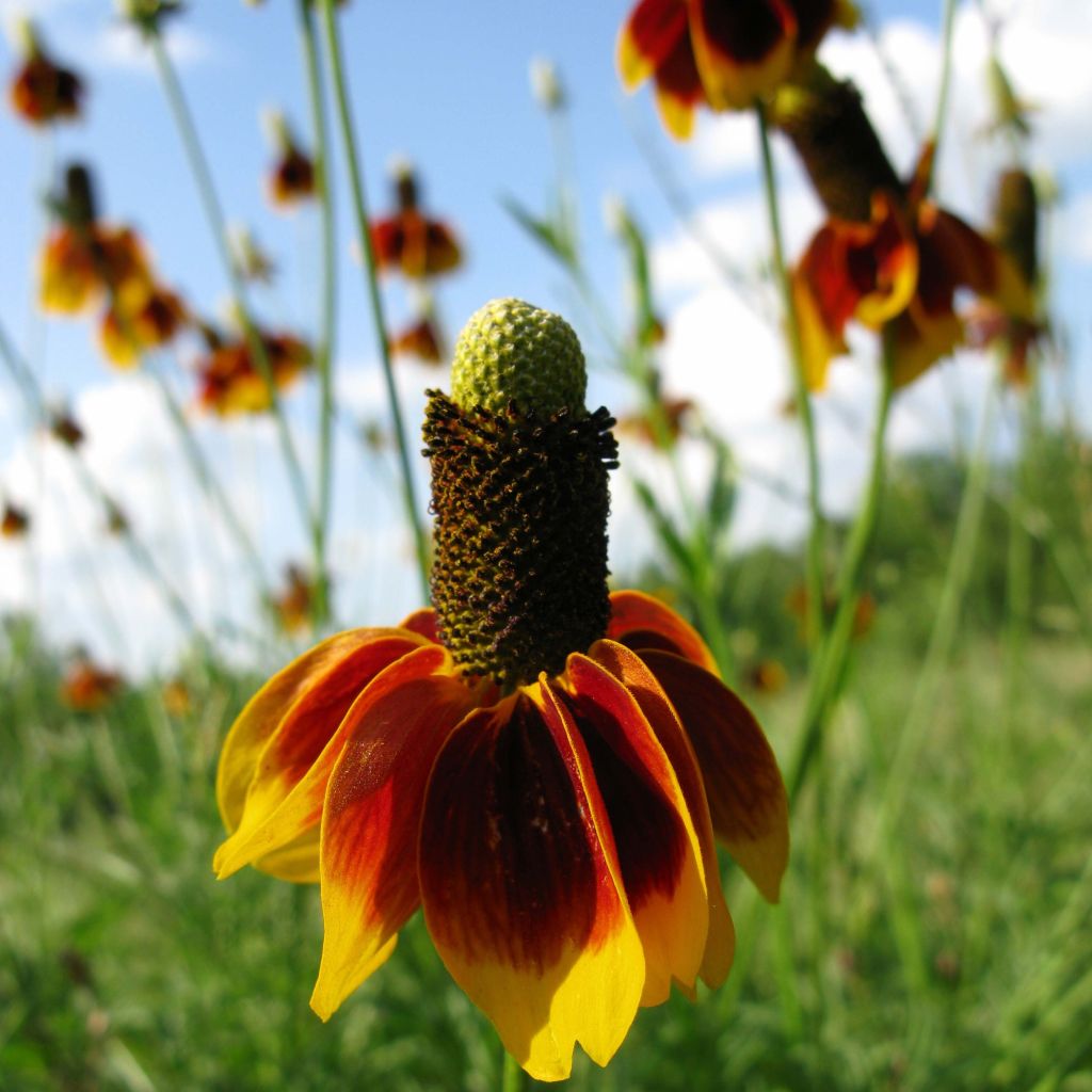 Ratibida columnifera Pulcherrima - Châpeau ou Sombrero mexicain