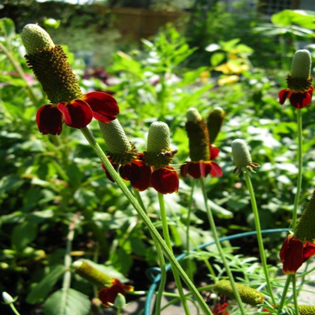 Ratibida columnifera Red Midget - Sombrero mexicain