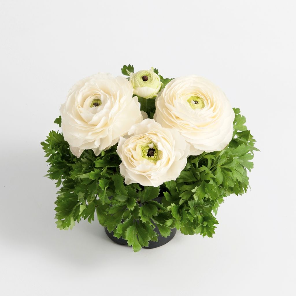 Renoncule des fleuristes Vortex F1 White - Ranunculus hybrida