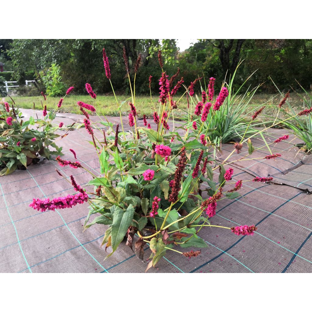 Renouée - Persicaria amplexicaulis Fat Domino