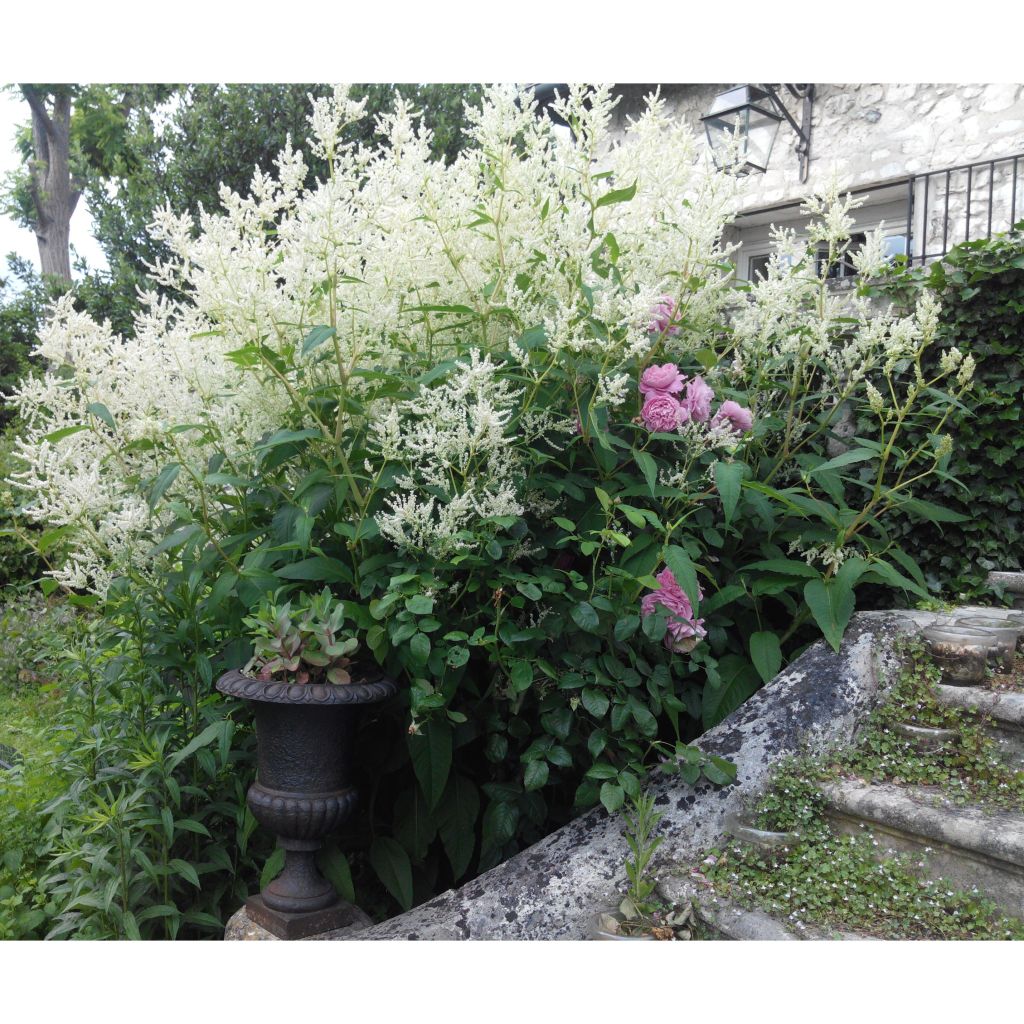 Renouée - Persicaria polymorpha