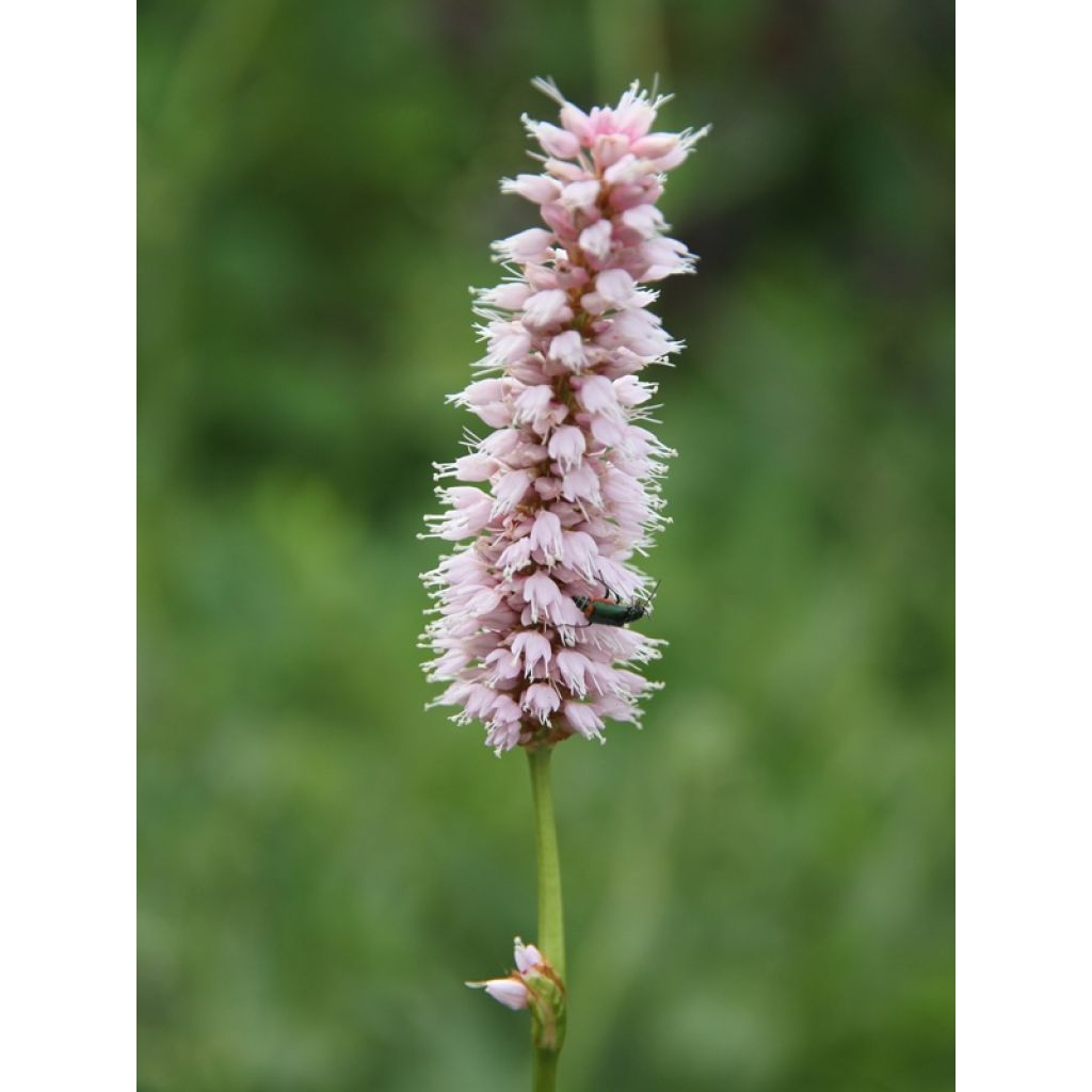 Renouée - Persicaria bistorta Superba