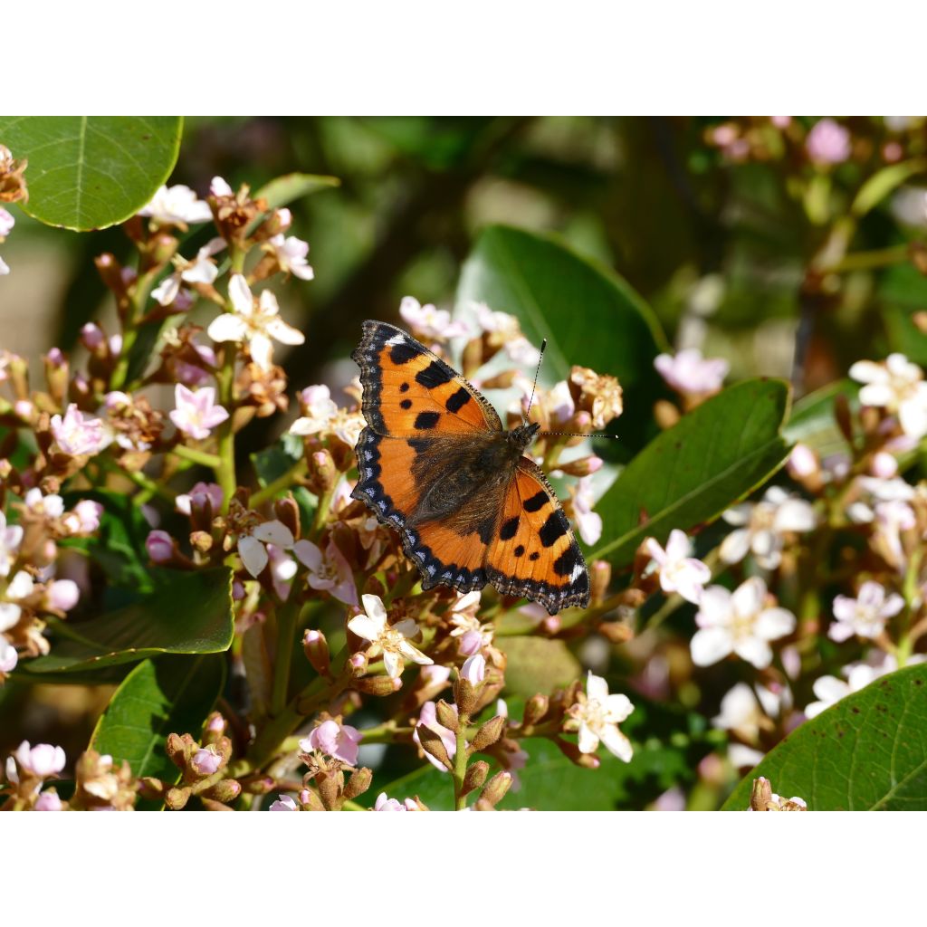 Rhaphiobotrya Coppertone - néflier hybride